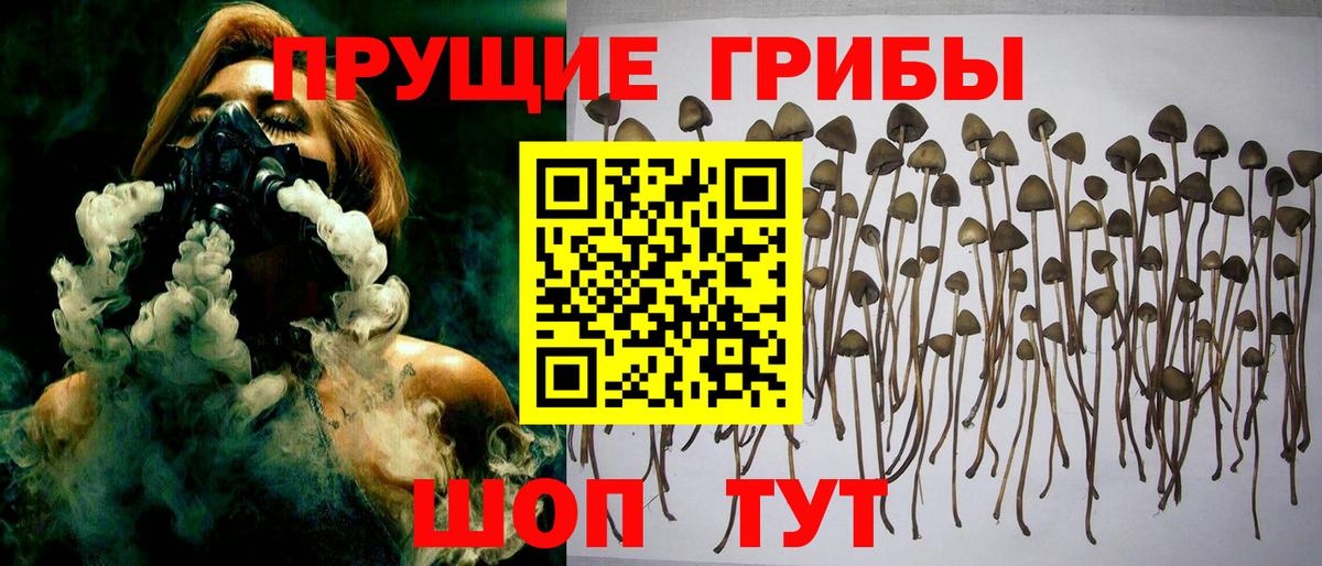 Галлюциногенные грибы Psilocybe Георгиевск